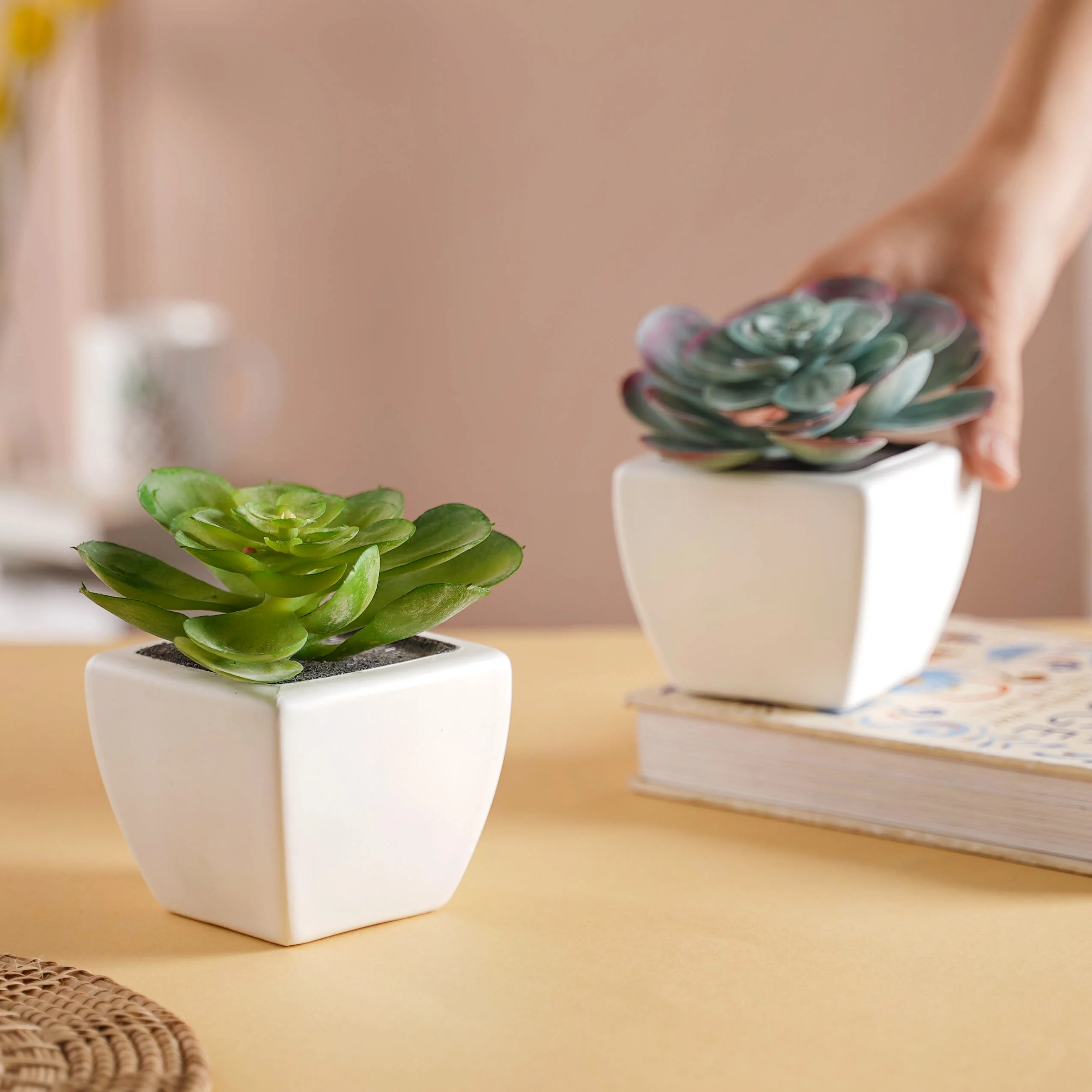 Bonsai Plant - Image 5