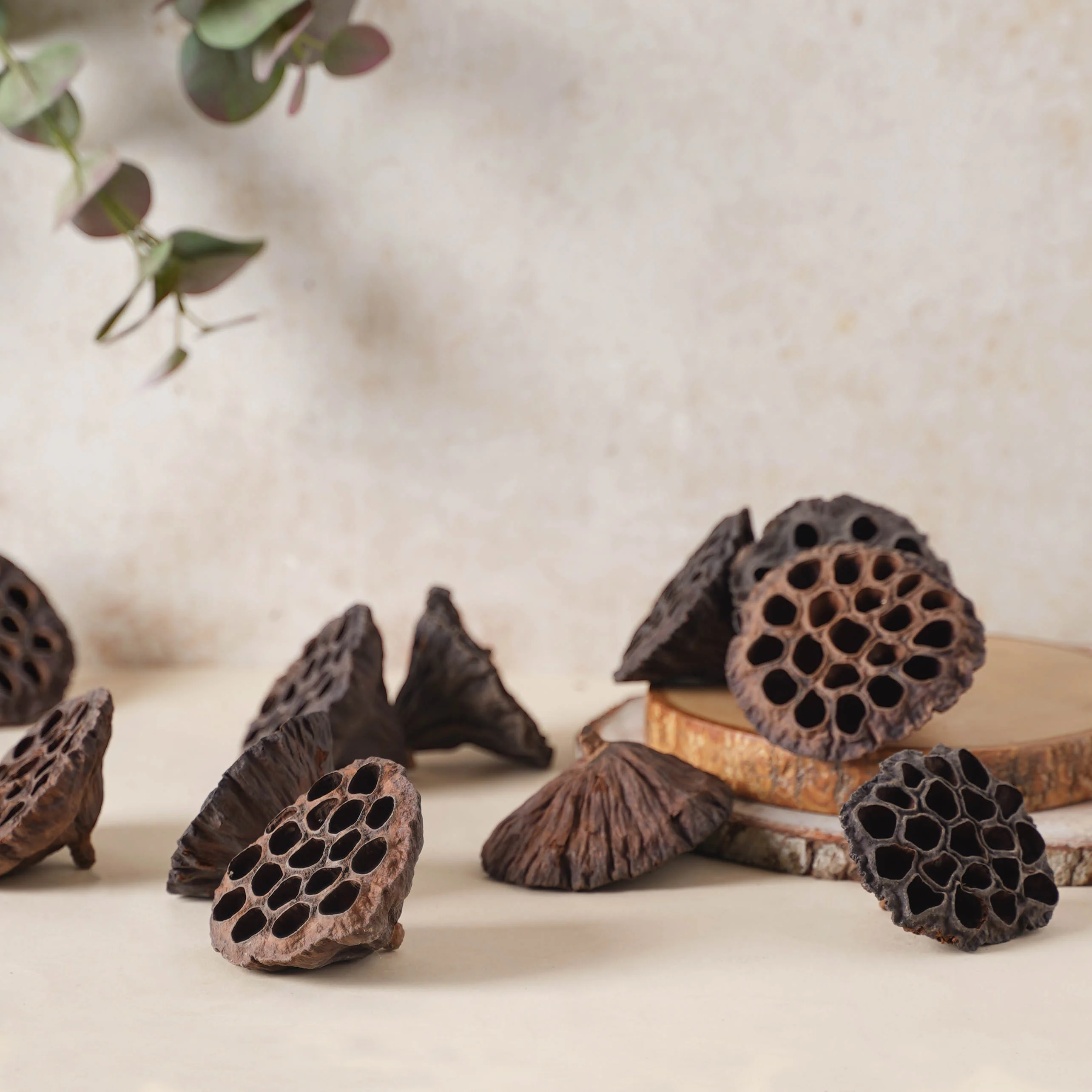 Lotus Pod - Image 2