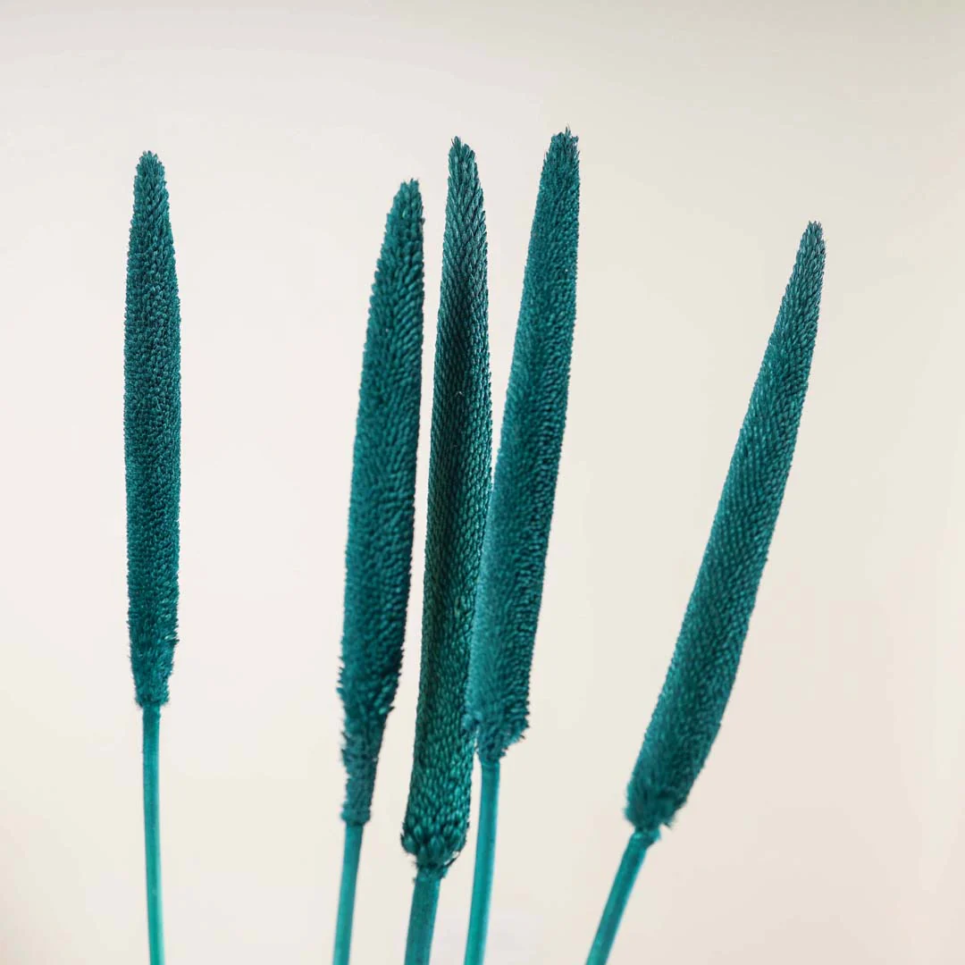 Millet Stem Green
