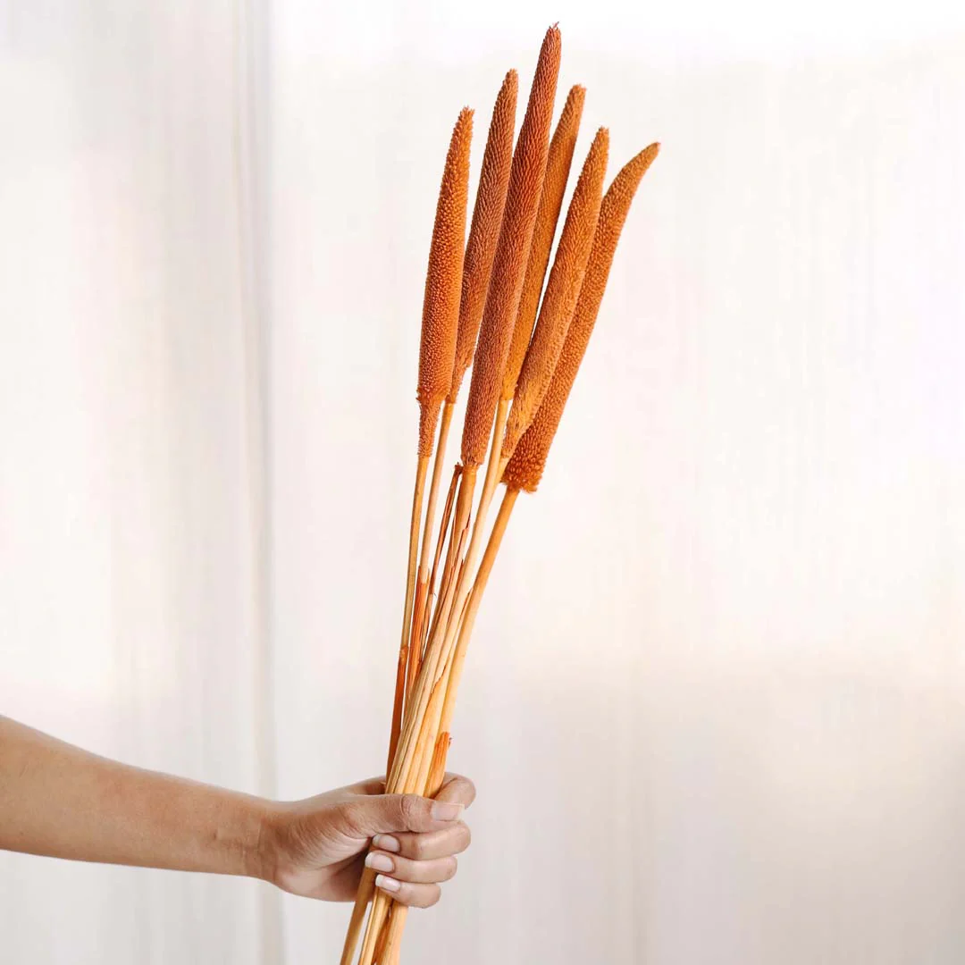 Millet Stem Orange