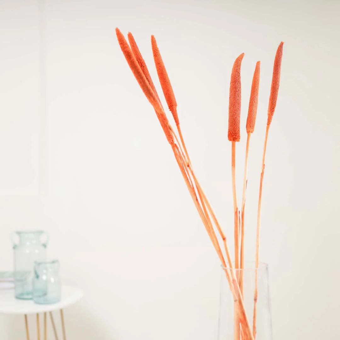 Millet Stem Orange - Image 3