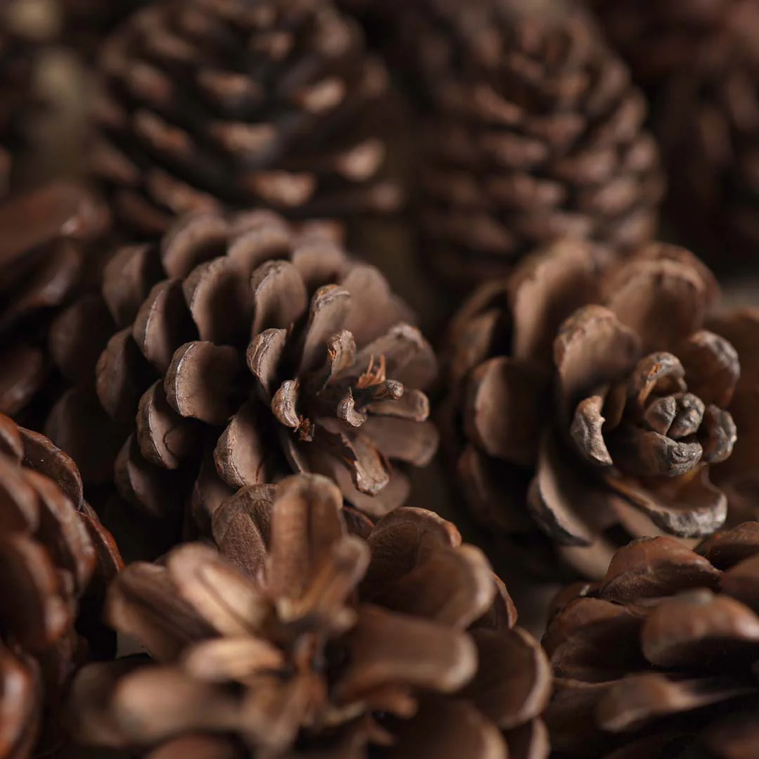 Natural Pine Cones Small - Image 7