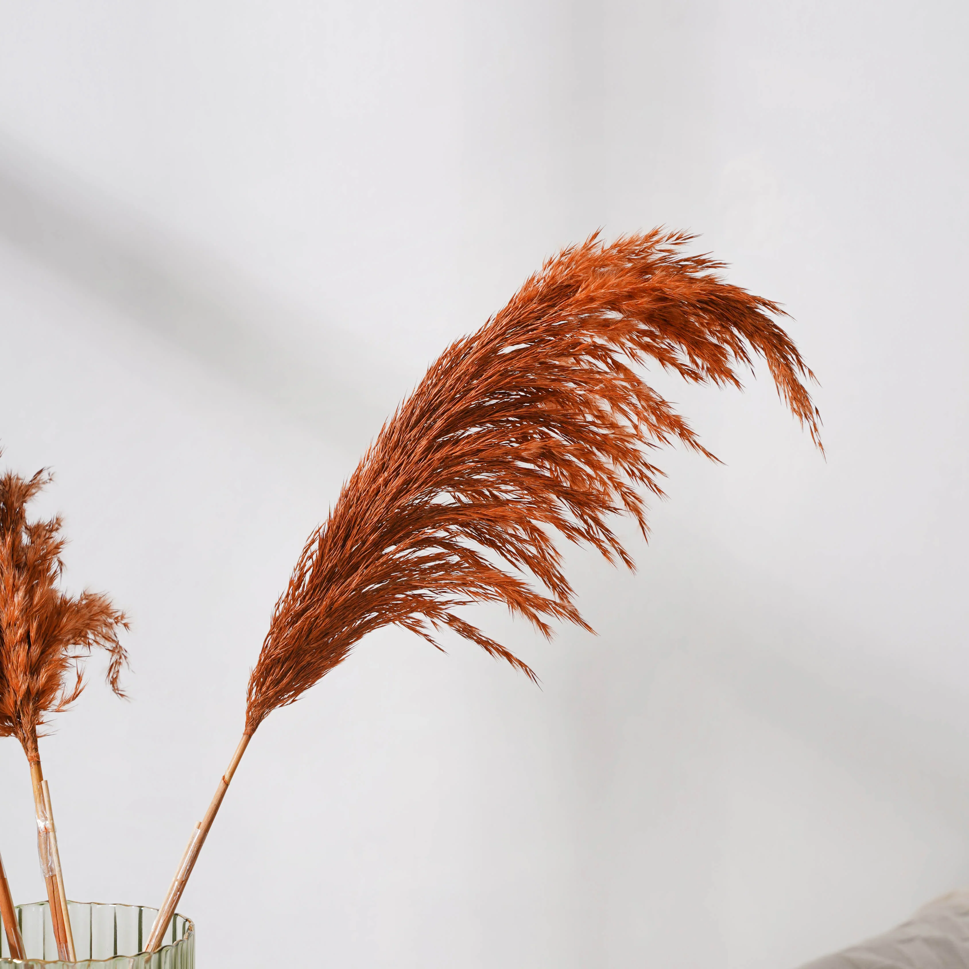 Pampas Grass For Vase - Image 7