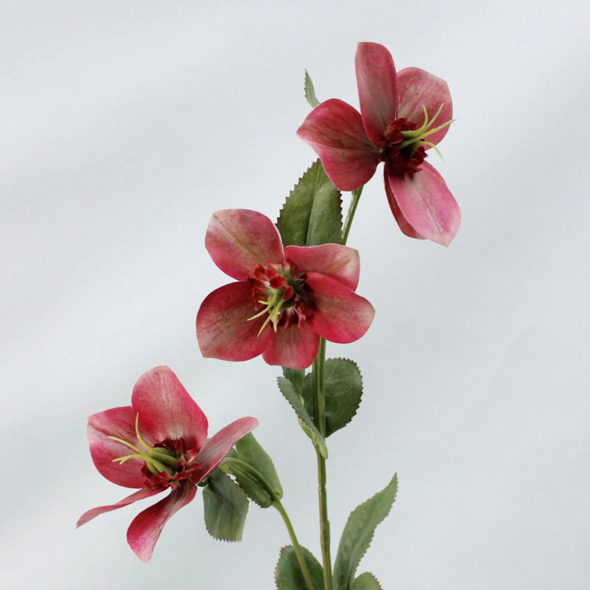 Wild Rose - Image 9